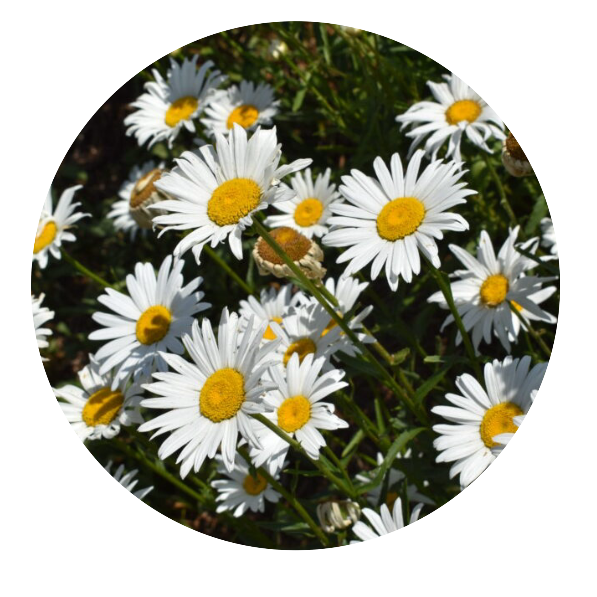 Daisys